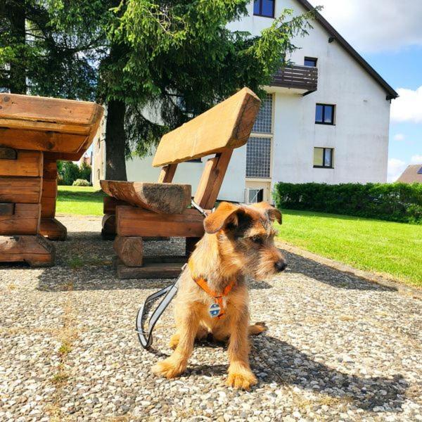 Ferienwohnung Harzluchs Mit Balkon, Netflix Und Sauna Im Haus Хоегайс Экстерьер фото